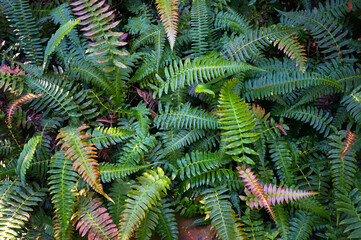 Naklejka na ściany i meble Leaves of Fern Blechnum Occidentale L. commonly known as Western Blechnum, Swamp Blechnum, or Creek Fern. This Plant is native to the Central and South America. 