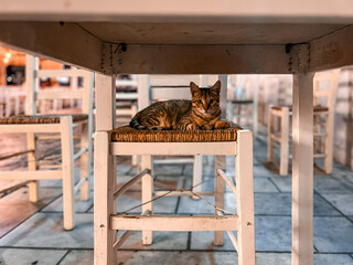 Lovely stray cat resting on a bar chair in Greece. 