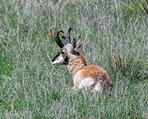 antelope and wildflowers