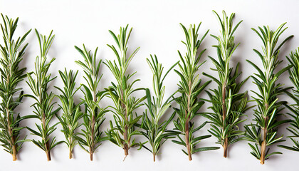 a row of rosemary plants on a white background with a white background generative ai