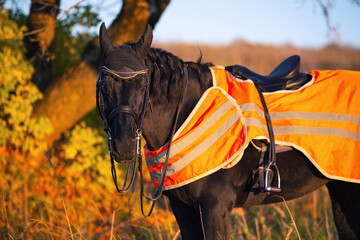  portrait of beautiful black dressage stallion  dressed in training protection cover  posing at...