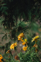 Yellow flowers, bloom, autumn, autumn vibe, nature, autumn flowers, dark vibe, background, closeup, green, season