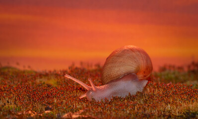 Snail Close Up on moss with flowers at sunset