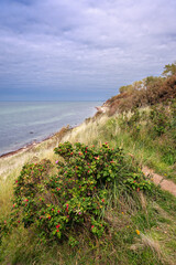Fototapeta premium Kartoffelrosenstrauch an der Ostsee-Steilküste zwischen Rerik und Meschendorf