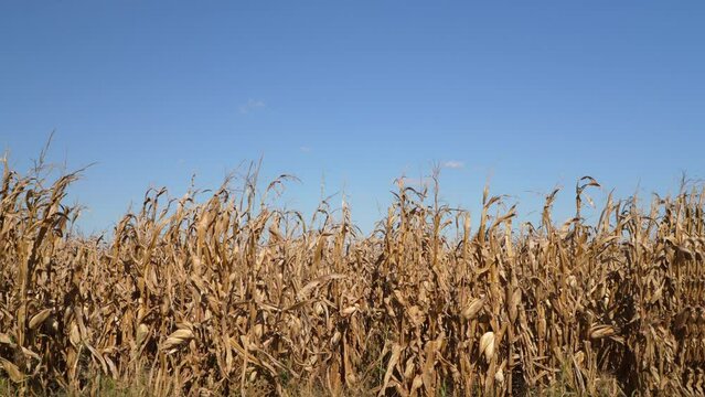 corn field moved by breeze ready for harvest in the valley of Missouri River near Peru, Nebraska, fall scenery