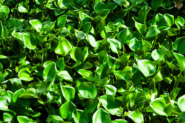 Green plant on water in river of Thailand, pattern and detail