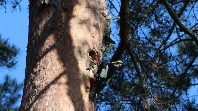 Sweden. The great spotted woodpecker (Dendrocopos major) is a medium-sized woodpecker with pied black and white plumage and a red patch on the lower belly. 