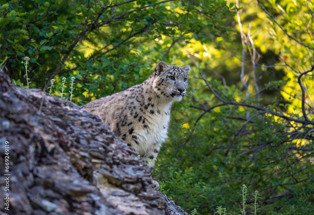 Poster Snow Leopard