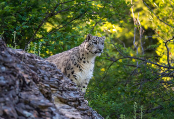 Snow Leopard