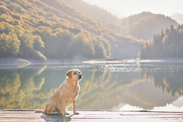 Dog by the Lake. A pale yellow Labrador Retriever sits on a wooden deck, overlooking a calm lake with mountains and autumn foliage in the background.
