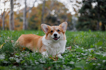 Portrait of a happy smiling welsh corgi pembroke