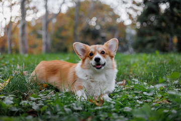 Portrait of a happy smiling welsh corgi pembroke