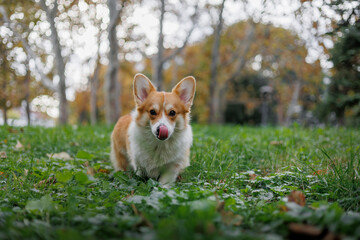 Portrait of a walking welsh corgi pembroke showing a tongue
