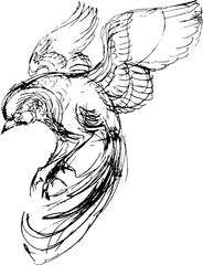 hand drawn illustration of an eagle