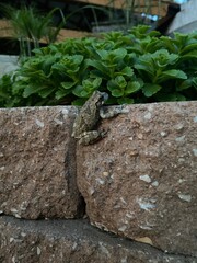 Frog on the rock
