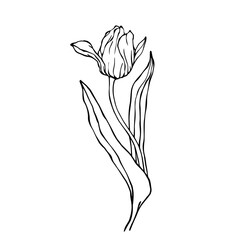Linear sketch, doodle of a spring tulip flower. Vector graphics.