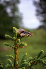 Snail on a pine branch