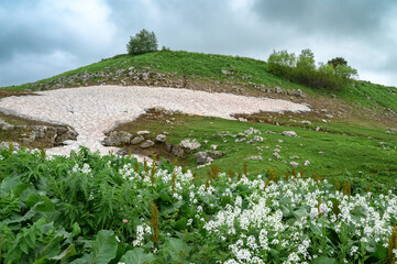 Flowers and snow in the mountains