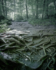 Ominous Tree Roots in Sleepy Hollow