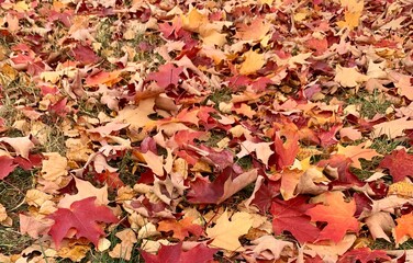 autumn leaves background red yellow and brown maple fall leaves changing colors cozy pumpkin spice