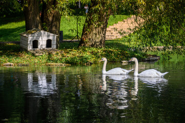 A couple of swans swim on the lake