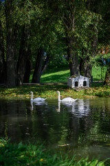 A couple of swans swim on the lake