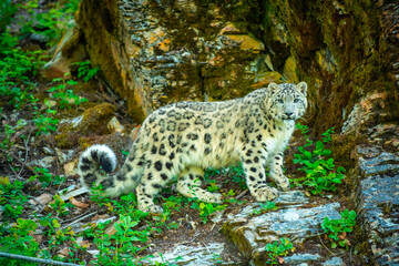 Snow Leopard