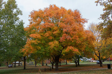 Golden Tree
