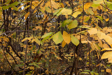 Trunks in Fall