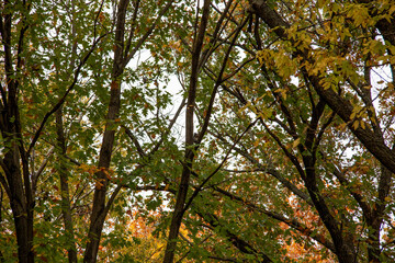 Forest Branches