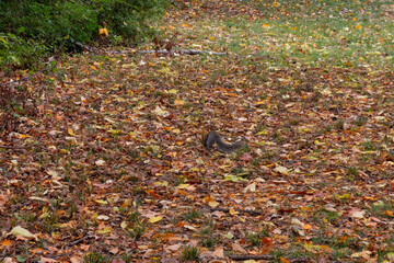 Squirrel In Leaves
