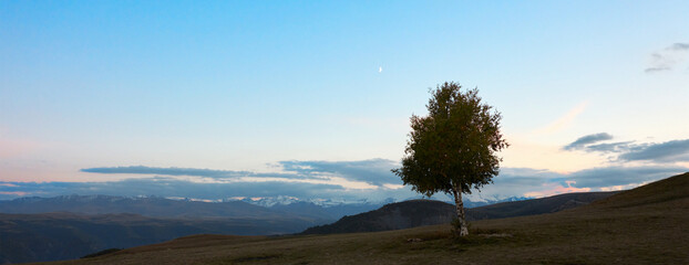 A lone tree on the mountainside against the snowy peaks in the distance in the rays of the setting...