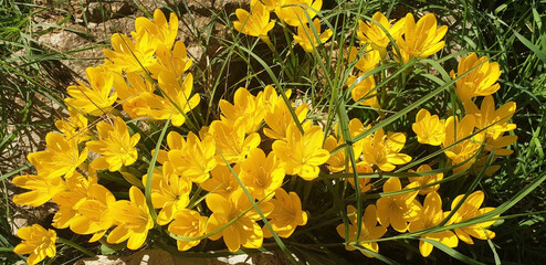 Panorama of yellow crocus or sternbergia flowers blooming in a clearing.