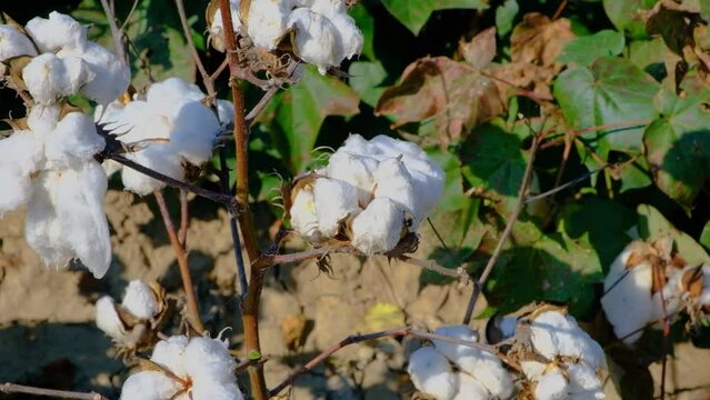 Opened white cotton flower and closed green flower. Cotton farm. Wind blowing in the cotton field. Green cotton field.