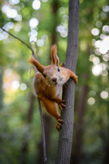 Curious squirrel on a tree