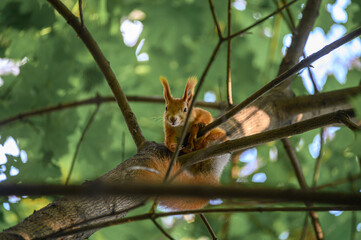 Curious squirrel on a tree