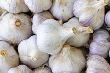 Flat lay and close-up harvested garlic. Autumn harvest. Healthy vegan food concept. 