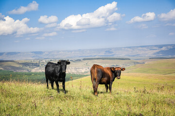 Black cow and brown cow on the hill, beautiful scenery