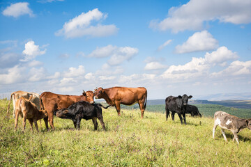 Naklejka na ściany i meble Brown and black calves are being fed by its mother on the meadow, other cows grazing nearby. Beautiful view with blue sky, white clouds and green valley.