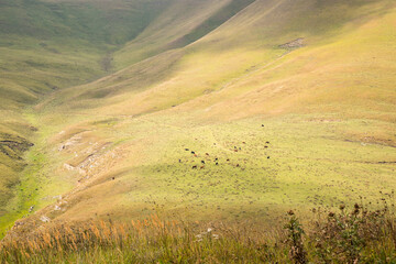 Herd of horses seen in the distance on the green meadow