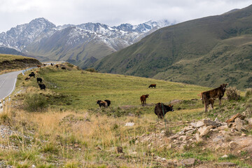 Herd of cattle pasturing in the valley near the road, blue mountains in the distance