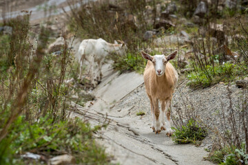 Goat walking in the wild, bushes around it
