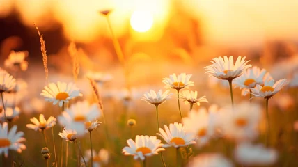 Deurstickers field of daisy flowers at sunset. beautiful summer flowers. © Aram