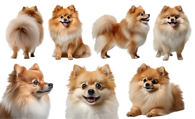 Pomeranian dog puppy, many angles and view portrait side back head shot isolated on transparent background cutout, PNG file