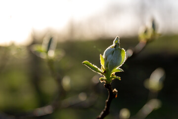 Bourgeon de Cognassier