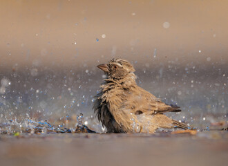 Streaky-headed Seedeater bathing while it was raining.