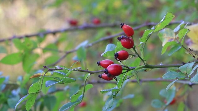 Nature's Autumn Treasure: Rosa Canina's Red Fruits on a branch close up