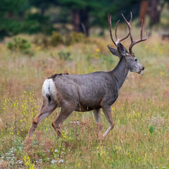 Mule Deer Buck
