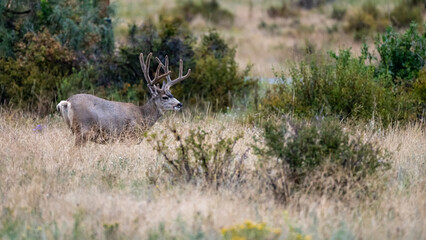 Mule Deer Buck