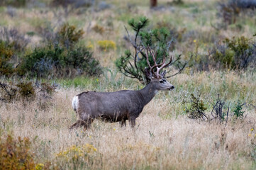 Mule Deer Buck